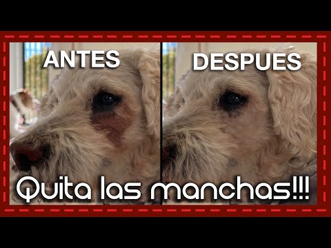 Video: Cómo limpiar manchas alrededor de los ojos de un cachorro