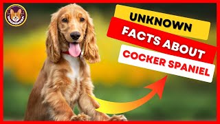 Top 9 Facts & Information About English Cocker Spaniel Breed  DogDingDa