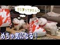 ユニクロが気になって仕方ない犬！ビションフリーゼ