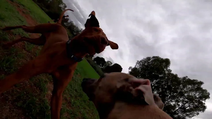 Whippet Cam at Mildura Dog Park