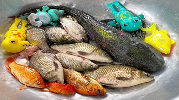 Kem Chanel và mèo hồng đi bắt cá được cá chép, cá vàng, cá sấu, con gà, con lươn, chó con, con rắn