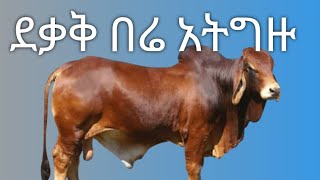 ደቃቅ በሬ አትግዙ