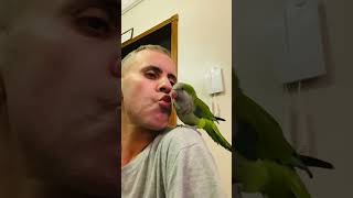 ترويض ببغاء الكويكر #birds #subscribe #parrot #fypシ #المغرب