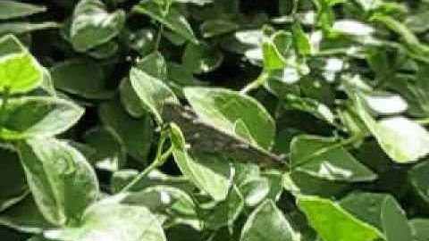 Grasshopper [Slow-Motion]