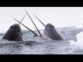 Narvals  belugas  animaux tranges de larctique  zapping sauvage