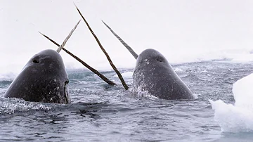 Cosa serve il dente del narvalo?