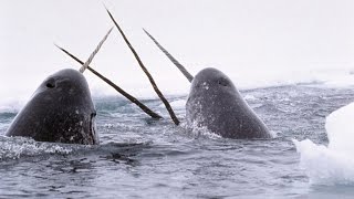 Narvals Belugas Animaux Étranges De Larctique - Zapping Sauvage