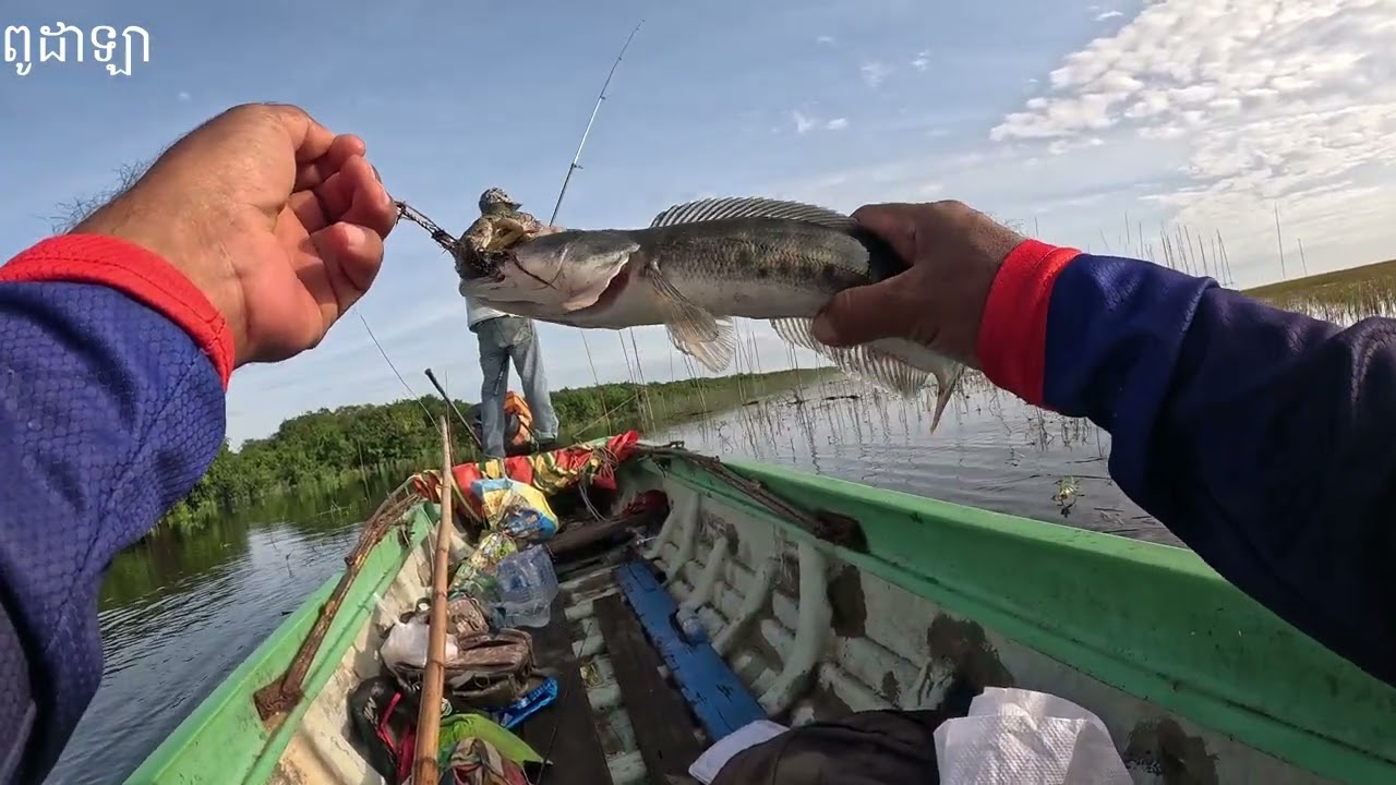 បឹងទន្លេសាបរដូវកាលទឹកឡើងជើងទីមួយ #បបក់ត្រីទន្លេ #បបក់កូនត្រី #បបក់ត្រីឆ្ដោរ #fishing កូនដៀប