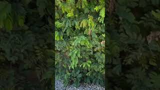 How to Properly Light a Hedge in Palm Springs | Landscape Lighting Tips #Shorts