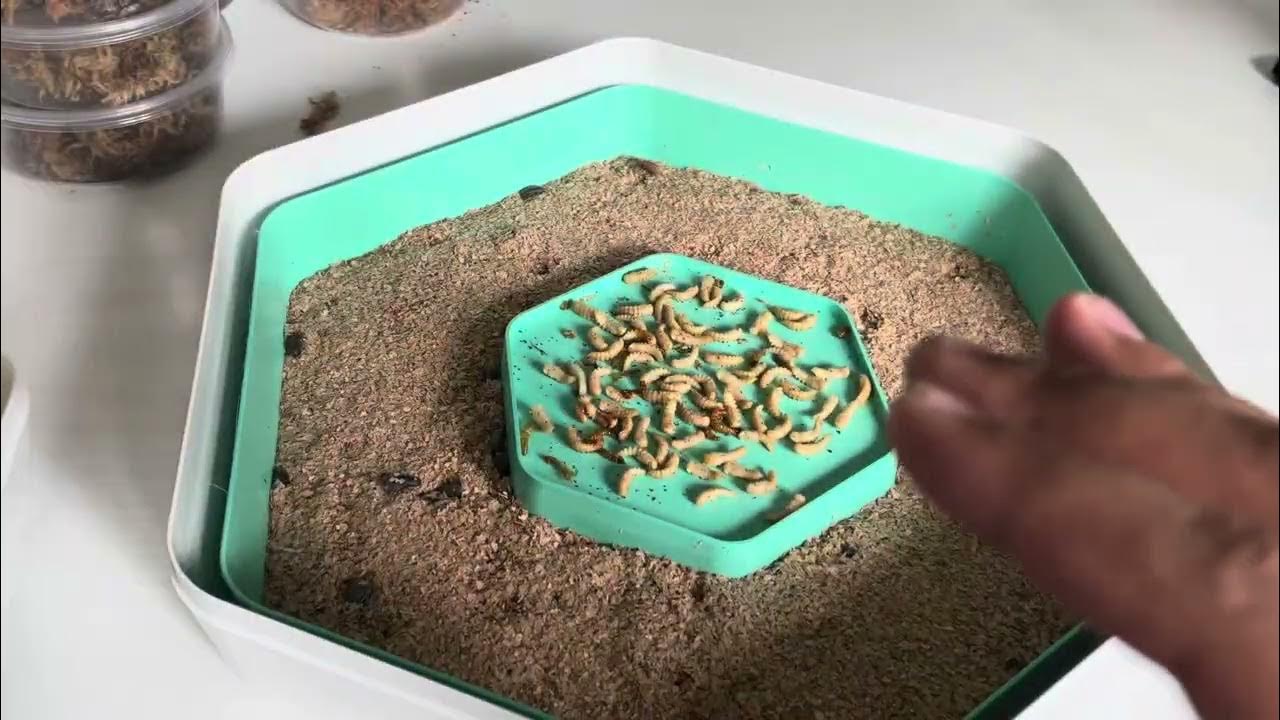 How To Breed Mealworms At Home (EASY!) YouTube