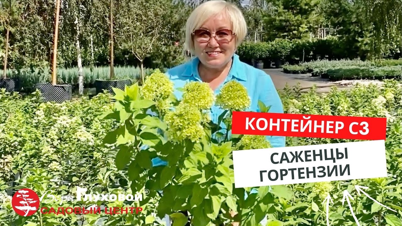 Питомник веры глуховой каталог гортензий. Питомник гортензий веры Глуховой. Сад гортензий веры Глуховой. Самарский питомник гортензий веры Глуховой.