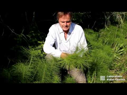 Vidéo: Herbes des marais : photo et description. Herbe des marais vénéneuse