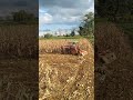 Massive Tractor Working in Corn Field 🌽🚜#rurallife #cornfarm #modernfarming #farmwork #viralshorts