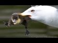 An unexpected show of hunting skills from a seagull that's attacking and eating a duckling to dine🐤🦅