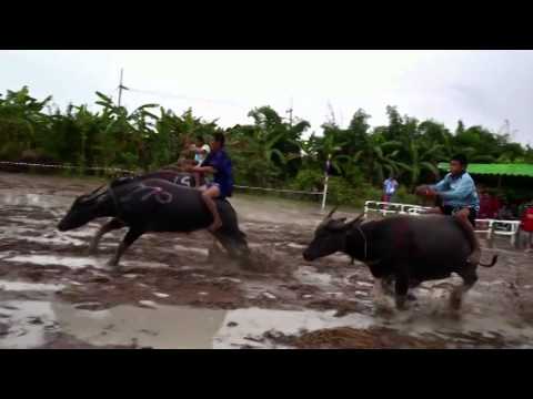 The Songs of Rice (As Canções do Arroz) - YouTube