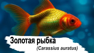 видео: Всё о золотой рыбке - от А до Я. Уход, поведение, нерест картинка: Всё о золотой рыбке - от А до Я. Уход, поведение, нерест