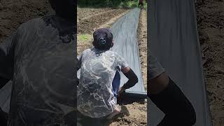 Plastic mulch installation: Control weeds and keep moisture in the soil