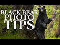 Black Bear Photography Tips | National Black Bear Day | Wildlife Photography