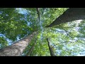 Morning walk among tall trees and birds, with GoPro HERO7