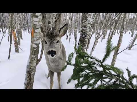 Про косулю Рогатика #забавныеживотные #wildanimals #косуля #roe #funnyanimals #animals #проживотных