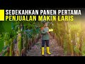 Sedekahkan hasil panen 1 ton pisang cavendish jadi pintu rezeki penjualan makin laris