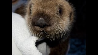 Rescued Baby Sea Otter's Long Day
