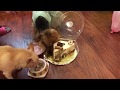 День Рождения собаки //Торты для собак Пудель Штрудель