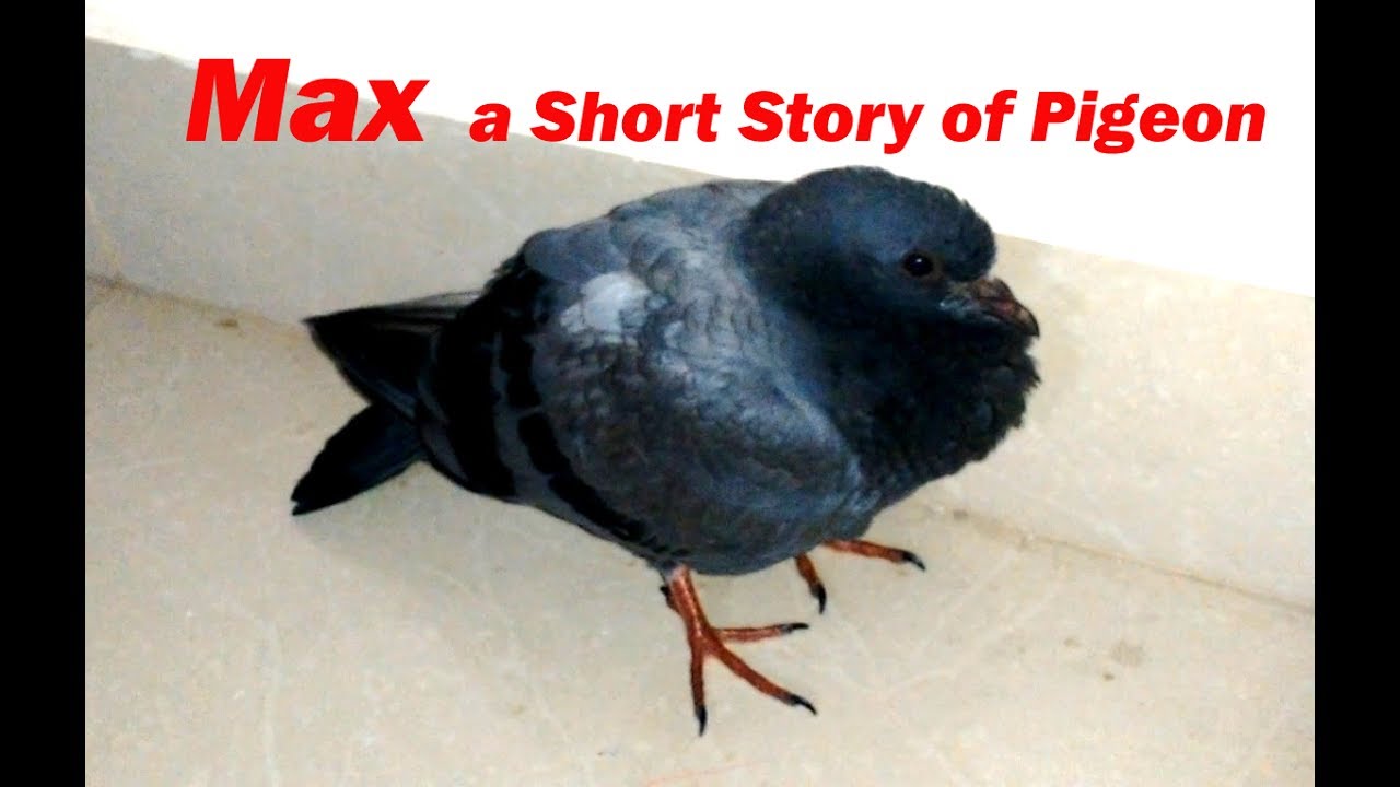 Max a Short Story of Pigeon - YouTube