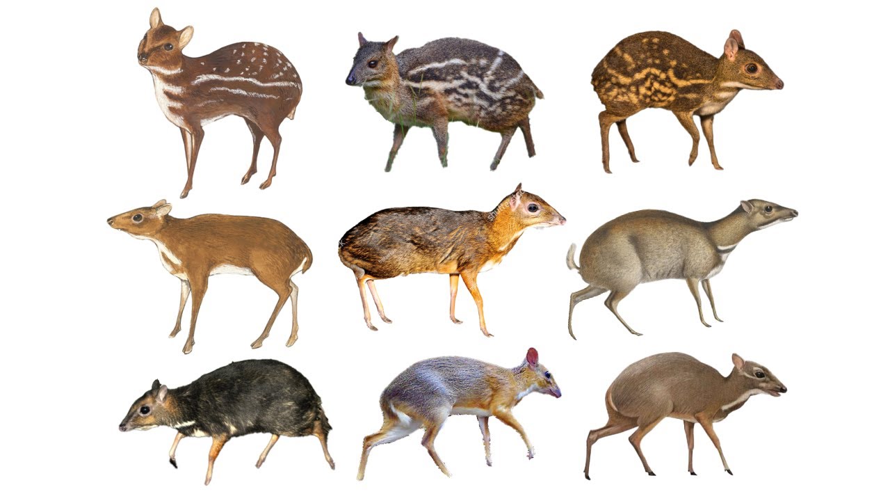 Species Of Mouse Deers Chevrotains Family Tragulidae YouTube Species Of Mouse Deers Chevrotains Family Tragulidae YouTube