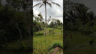 Download Lagu Nuansa Alam yang indah di pedesaan#shorts MP3