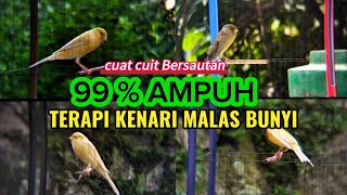 Suara Pancingan Burung Kenari Cuit Cuit Bersautan  Ampuh Untuk Kenari Malas Bunyi Agar Gacor Kembali