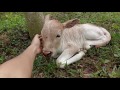 f2 動画写真3a