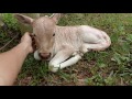 f2 動画写真3b