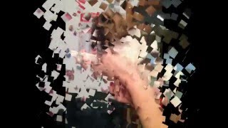 Jack Russell Terrier