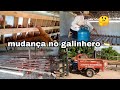 Alteração no  galinhero! 🤔| pinteiro novo | criação de galinhas poedeiras👌