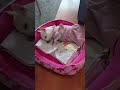 Chihuahua hears chicken in sleep? #drama #dog #chihuahua #dream #pets
