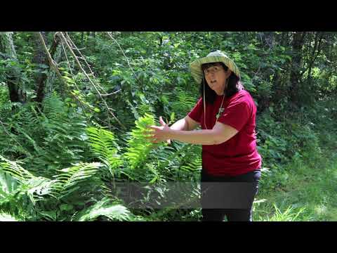 Video: What Is Interrupted Fern Plant - Growing Interrupted Ferns In The Garden