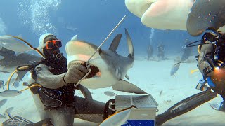 Bahamas Shark Video   YouTube