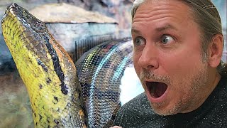 NEVER SEEN MY BIG ANACONDA DO THIS BEFORE?? GETTING IN THE WATER WITH HER!! | BRIAN BARCZYK