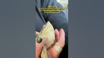 My gentle pet COMMON SNAPPING TURTLE is ‘tame’ … aka, TOLERATES light handling in REWARD for FOOD!😳