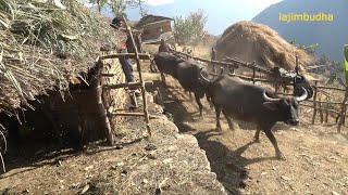 organic food in the animal farm || lajimbudha || Nepal ||