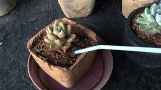 || AVOID TOP DRESSING ON A SUCCULENT | MY EXPERIENCE ||