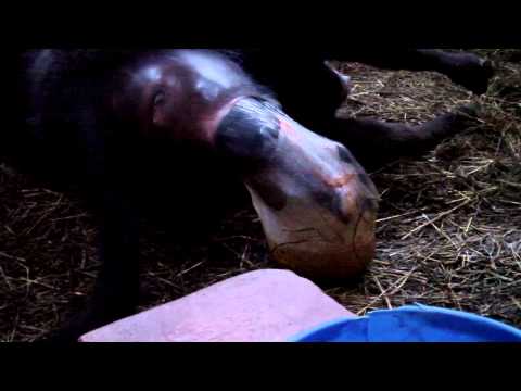 Wolsey Farm's Hannah giving birth to a dexter calf