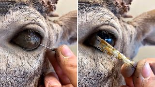 видео: 35 Вещей, Которые Вы Увидите Впервые в Жизни картинка: 35 Вещей, Которые Вы Увидите Впервые в Жизни