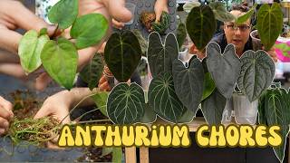 anthurium care vlog 🌱 repotting new plants, air-layering, propagation & fixing old issues 🏥