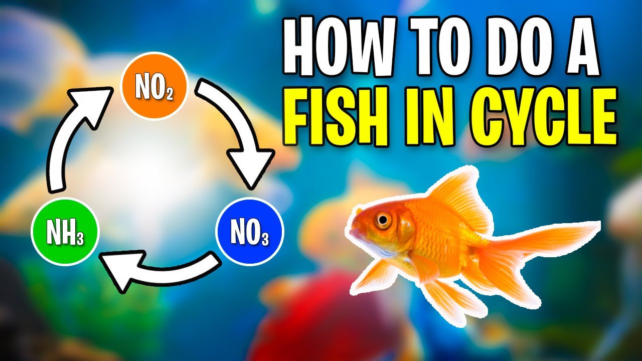 Beta Fish Care 101 - The Savvy Sitter