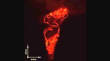 BioID-based identification of SCF β-TrCP1/2 E3 ligase substrates