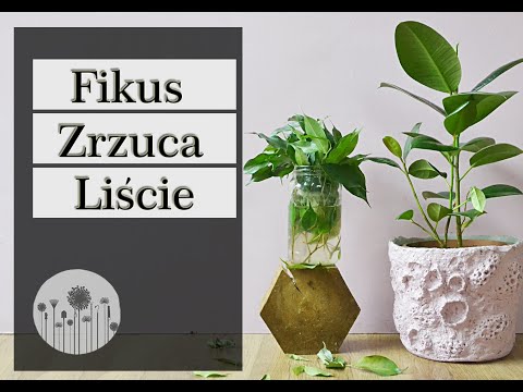 Wideo: Dlaczego Liście Figowca Spadają W Domu?