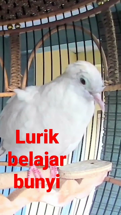 Lurik belajar bunyi #perkututlokalgacor #perkutut #perkututlokal #shorts #short