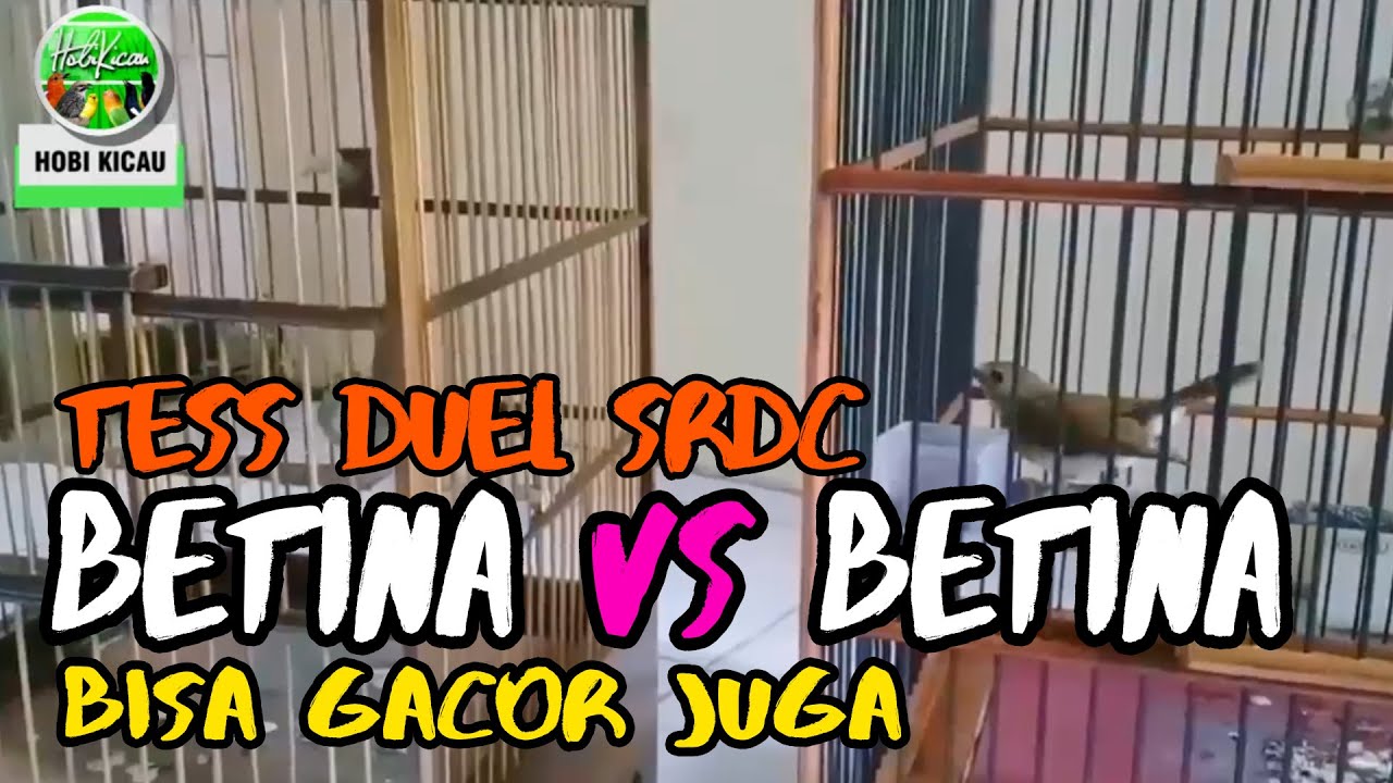 Download Srdc Betina Gacor Mp3 Mp4 3gp Flv Download Lagu Mp3 Gratis